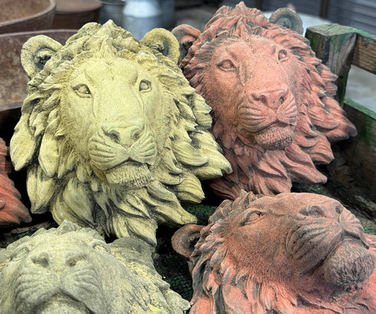 Lion Faces
