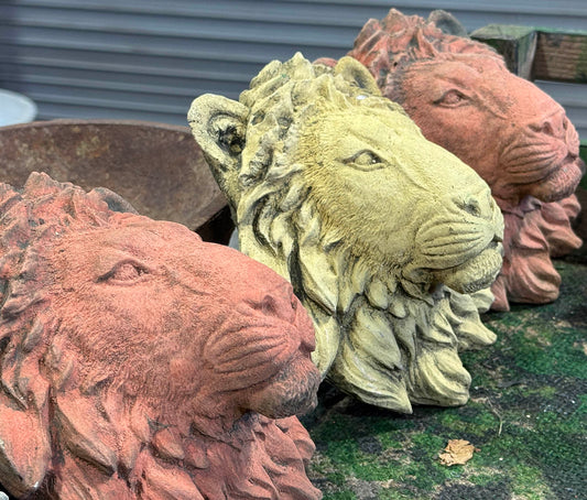 Lion Faces