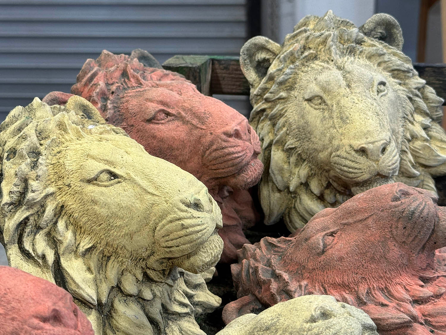 Lion Faces