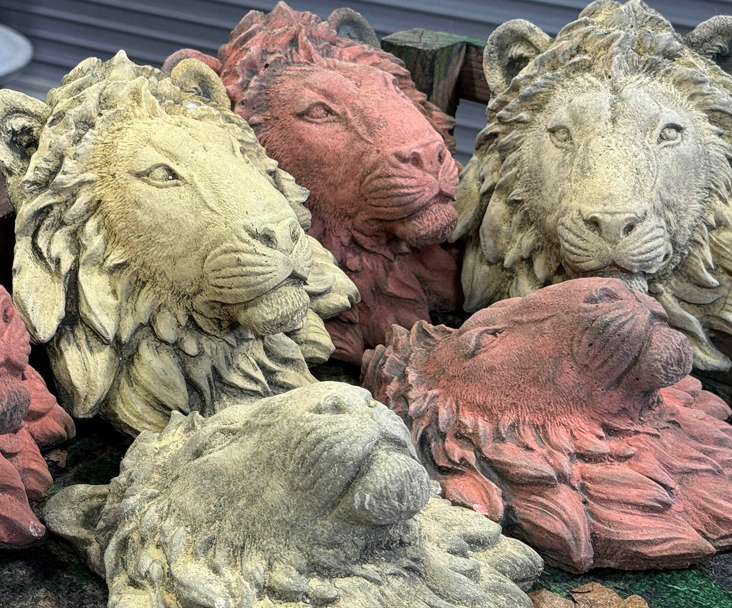Lion Faces
